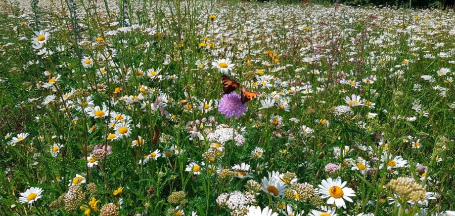 Blühfläche mit heimischen Wildpflanzen im Kreis Düren.