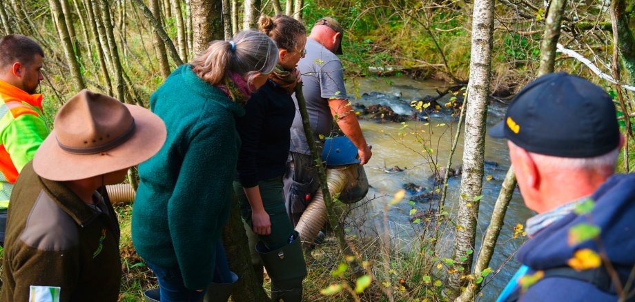 Als „Starthilfe“ für Nachzuchten der Flussperlmuschel wird noch bis Jahresende Kies in den Fuhrtsbach eingebracht. Das Substrat ist essentiell für den Aufwuchs der Muscheln.