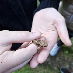 Die Kinder entdeckten neben seltenen Pflanzen auch Frösche.