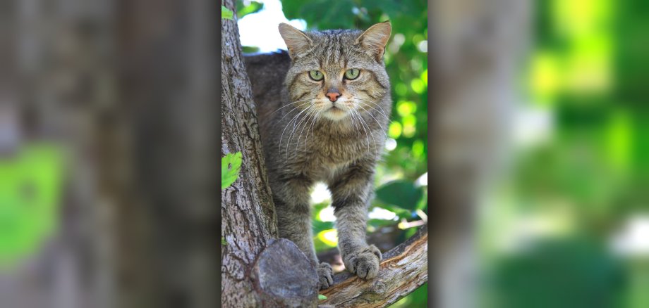 Wildkatzen lieben strukturreiche Laub- oder Mischwälder mit liegendem und stehendem Totholz, Wurzeltellern, Bachtälern und strukturreichen Waldrändern.