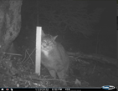 Wildkatzen lieben Baldrian. Sie reiben sich an dem damit getränkten Stock, hinterlassen DNA-Spuren und können so erfasst werden. Mindestens 121 Wildkatzen sind im Nationalpark Eifel beheimatet.