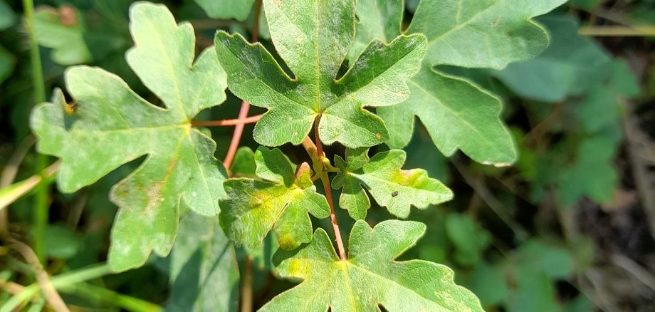 Bestimmung verschiedener Baumarten: Blatt handförmig gelappt, Ecken gerundet – Feldahorn.